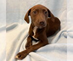 Small Labrador Retriever Mix