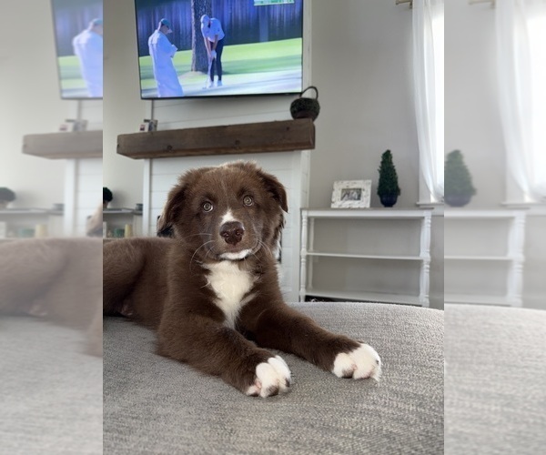 Medium Photo #5 Australian Shepherd Puppy For Sale in PANAMA CITY, FL, USA