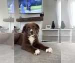 Small #4 Australian Shepherd