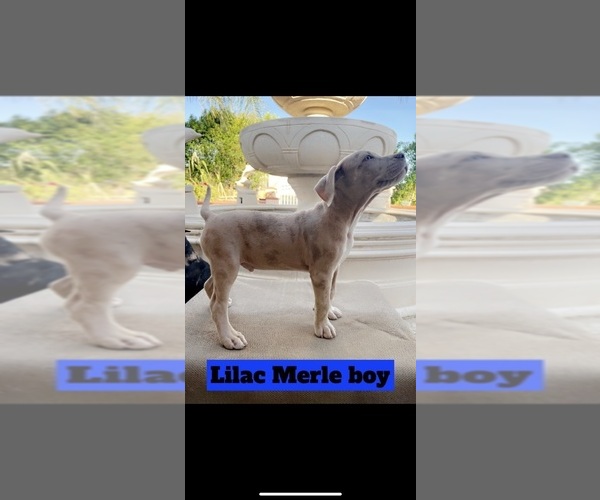 Medium Photo #1 American Bully Puppy For Sale in PERRIS, CA, USA