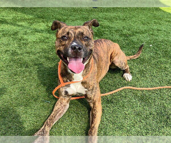Medium Photo #2 Mutt Puppy For Sale in Orange, CA, USA