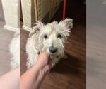 Small Miniature Schnauzer Mix