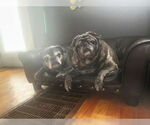 Small #7 Pug