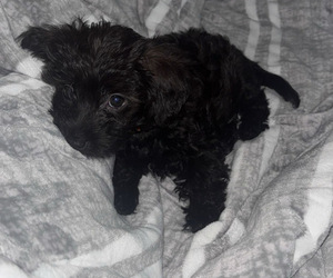 Poodle (Toy)-Yorkshire Terrier Mix Puppy for sale in NEWARK, NJ, USA