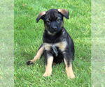 Small #2 Mutt