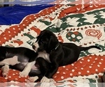 Small Photo #54 Great Dane Puppy For Sale in MARICOPA, AZ, USA