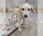Small Photo #6 Labbe Puppy For Sale in Attalka, AL, USA