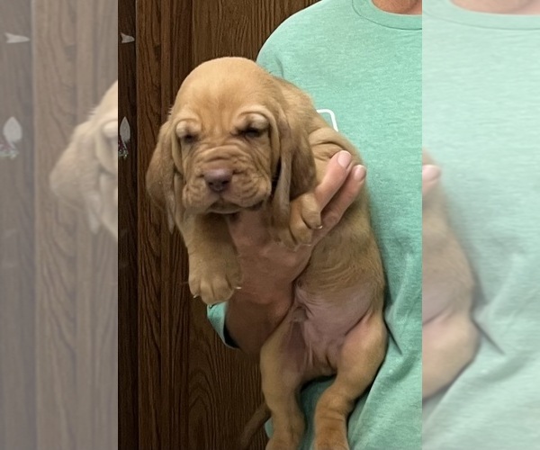 Medium Photo #8 Bloodhound Puppy For Sale in FORT MORGAN, CO, USA