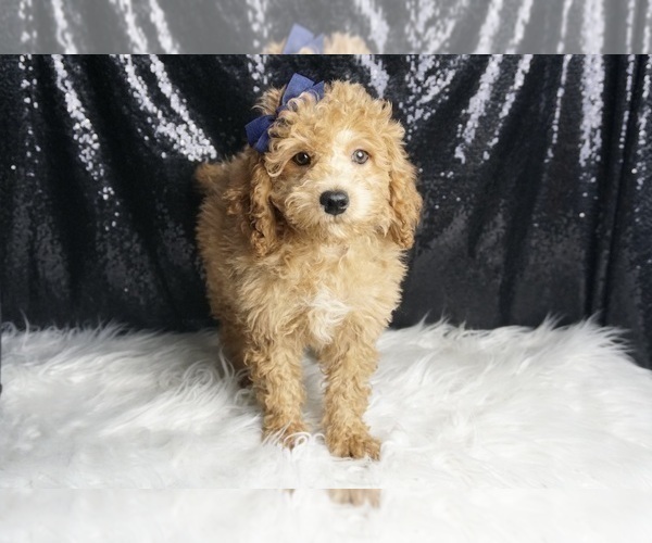 Medium Photo #4 Poodle (Toy) Puppy For Sale in WARSAW, IN, USA