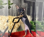 Small #1 Miniature Pinscher