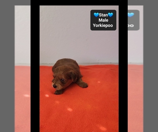 Medium Photo #3 Yorkipoo Puppy For Sale in TUCSON, AZ, USA