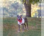 Small #2 American Pit Bull Terrier Mix
