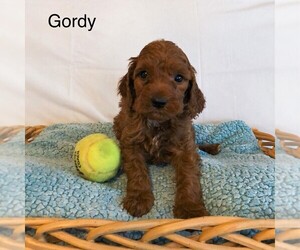 Goldendoodle-Poodle (Miniature) Mix Puppy for sale in EAST EARL, PA, USA