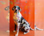 Small #7 Great Dane