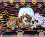 Small Photo #5 Cavapoo Puppy For Sale in LEOLA, PA, USA