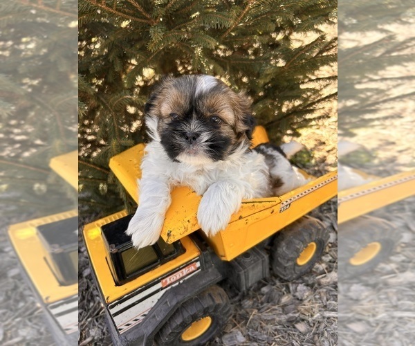 Medium Photo #4 Shih Tzu Puppy For Sale in MIDDLEBURY, IN, USA