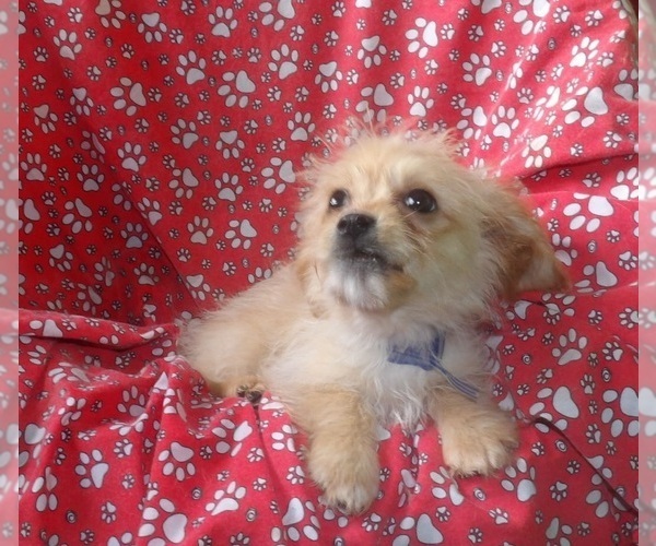 Medium Photo #5 Cavachon Puppy For Sale in PATERSON, NJ, USA