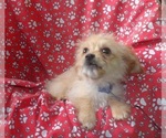 Small #4 Cavachon