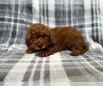 Small #5 Goldendoodle (Miniature)