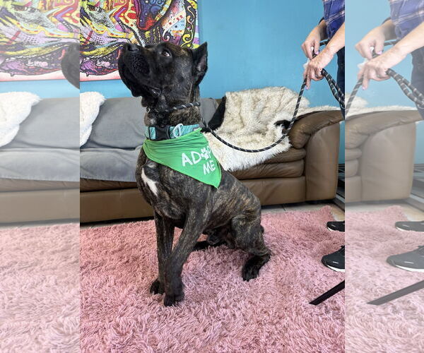 Medium Photo #3 Mutt Puppy For Sale in Goodyear, AZ, USA