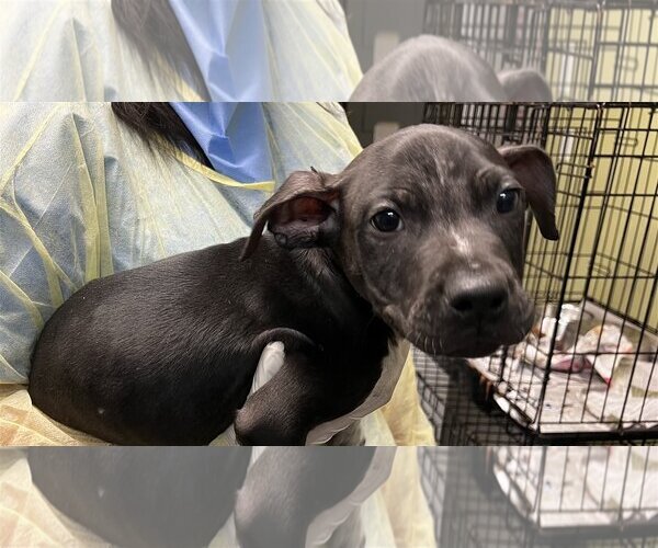 Medium Photo #2 Mutt Puppy For Sale in Royal Palm Beach, FL, USA
