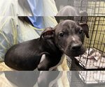 Small #1 Mutt