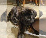 Small #1 Mastiff