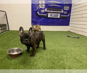 French Bulldog Puppy for sale in MORENO VALLEY, CA, USA