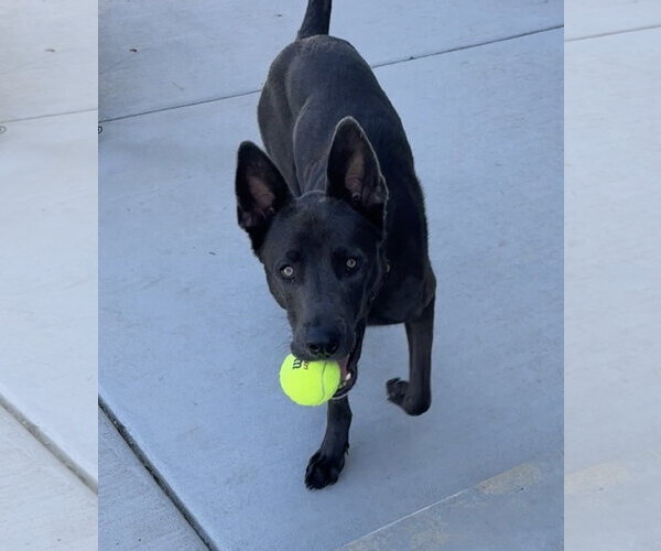 Medium Photo #7 Labrador Retriever-Unknown Mix Puppy For Sale in Sandy, UT, USA