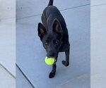 Small #6 Labrador Retriever Mix