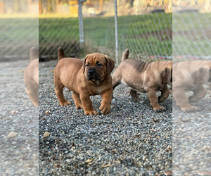 Boerboel Puppy for Sale in ROY, Washington USA