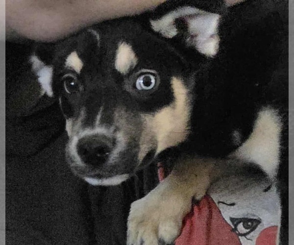 Medium Photo #5 Australian Shepherd-Unknown Mix Puppy For Sale in Minneapolis, MN, USA