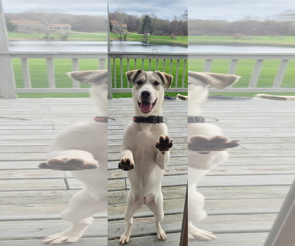 Medium Photo #2 Labrador Retriever-Unknown Mix Puppy For Sale in Genesee, WI, USA