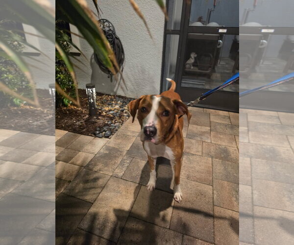 Medium Photo #4 Mutt Puppy For Sale in Sanford, FL, USA