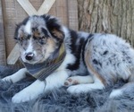 Small Photo #3 Australian Shepherd Puppy For Sale in HONEY BROOK, PA, USA
