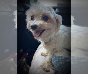 Maltese Dogs for adoption in Macon, MO, USA