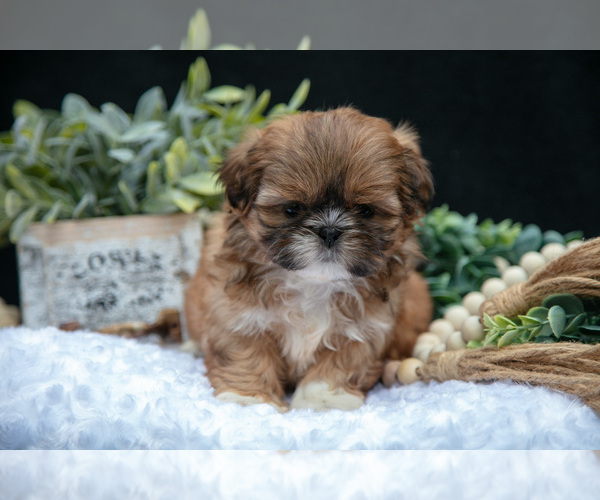Medium Photo #7 Shih Tzu Puppy For Sale in CLARE, MI, USA