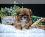 Small Photo #7 Shih Tzu Puppy For Sale in CLARE, MI, USA