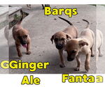 Small Photo #10 Dachshund-Unknown Mix Puppy For Sale in San Antonio, TX, USA