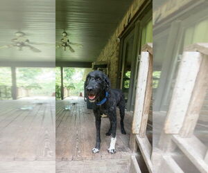 Bernedoodle Dogs for adoption in Harrison, AR, USA
