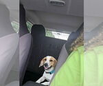 Small #1 Beagle Mix