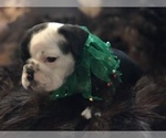 Small Photo #31 English Bulldog Puppy For Sale in STUART, FL, USA