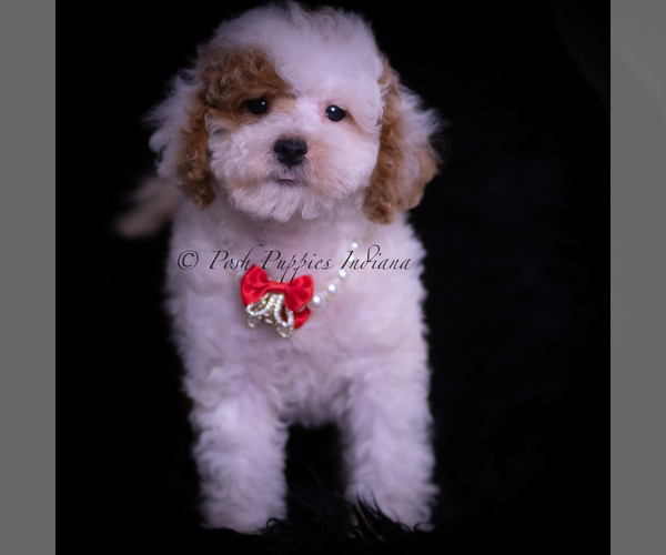 Medium Photo #83 Maltipoo (Miniature) Puppy For Sale in WARSAW, IN, USA