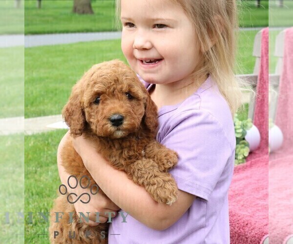 Medium Photo #2 Goldendoodle (Miniature) Puppy For Sale in EPHRATA, PA, USA