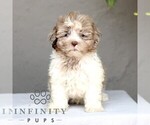 Small ShihPoo