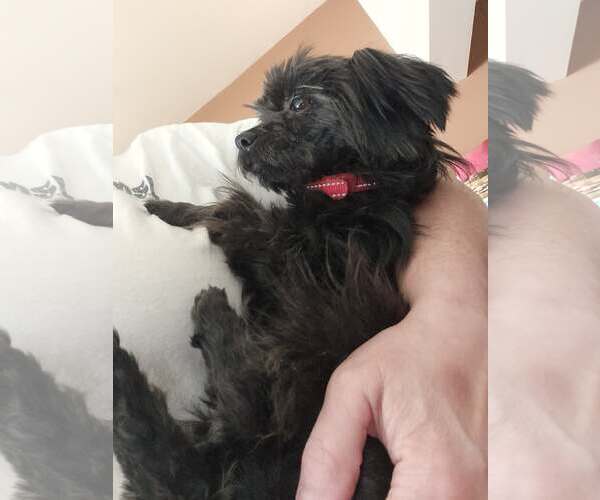 Medium Photo #5 Affenpinscher Puppy For Sale in Lewistown, PA, USA
