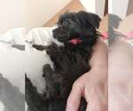 Small #4 Affenpinscher