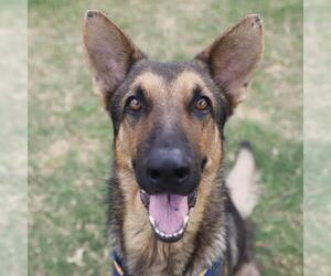 German Shepherd Dog-Unknown Mix Dogs for adoption in San Antonio, TX, USA