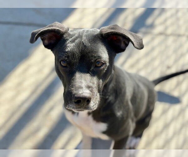 Medium Photo #2 Labrador Retriever-Unknown Mix Puppy For Sale in Tulsa, OK, USA