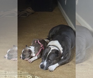 American Bully Puppy for Sale in RUSSELLVILLE, Kentucky USA